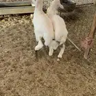 خرفان