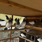 عشه حمام هندي 11 جوز منتج