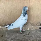 حمام باكستاني