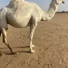 القحه وضحى قريب