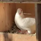 حمام فرنسي للبيع