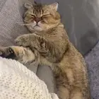 قط ذكر معقم للتبني