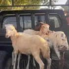 4 رخيل للبيع