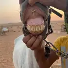 للبيع فرس عربية شعبية