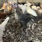 دجاج بلدي