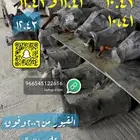 كارونه كلتشات