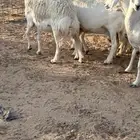 حريات حرش مضاريع