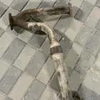 واي باترول بلاتينيوم