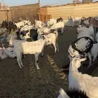 اضاحي تيوس جنوبيه وكباش رفد صمع ونعيمي