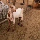 تم البيع