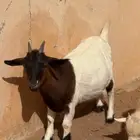 الماعز القزم دفيع للبيع