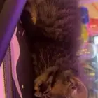 قط شيرازي للتبني شهرين ونص