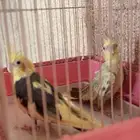 جوز كروان باكستاني منتج