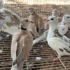 يمام يا كريم هولندي