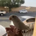 روز هدد خارجي
