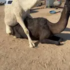 للبيع بعير ثني اوضح