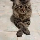 قط للتزواج مكس شيرازي وهيملايا