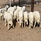 11 خروف شي فاااخر