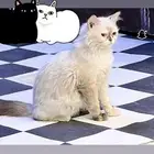 قط هملايا لتبني انثى