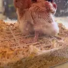 بغبغاء روز البينو غر