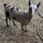 ماعز جنوبي او عماني