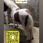 حصان مني سيسي للبيع