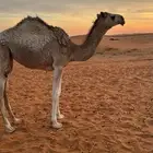 للبيع بكره شقحاء طيبه