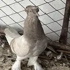 حمام تركي