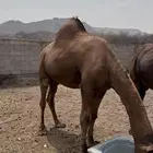 جمل ساحلي للبيع