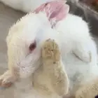 ارنب للبيع العمر شهر