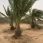 نخل للبيع