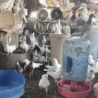 حمام فرنسي