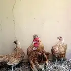 دجاج سبرايت كريمي