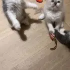 قطط شيرازي بيور