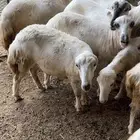 ضان