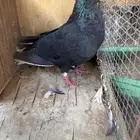 قطايف مطيار