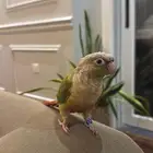 طير-ببغاء-عصفور مفقود