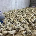 صوص دجاج بلدي