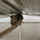 وب ران بر يه