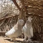 حمام تركي
