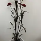 ابجوره طويله وشجره طويله