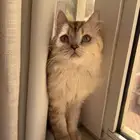 قط هملايا للتبني