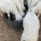 للبيع حري الموقع القصيم