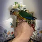 كنيور. يلوسايد نهايه فطام