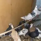 حمام