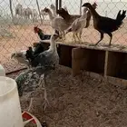 للبيع دجاج بلدي