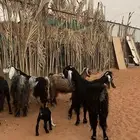 معزاء للبيع 6 تحتها 2
