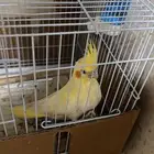 كروان أليف العمر شهرين نوعه لاتينو عيون حمر
