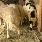 سته خرفان للبيع بلديه سمان ومشروطه من العذاريب