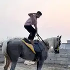 حصان للبيع